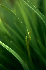 
Lily buds and leaves after rain. Freshness. Close-up, bokeh, blurred background