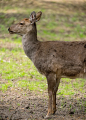 Naklejka na ściany i meble Sika deer Cervus nippon or japanese spotted deer female