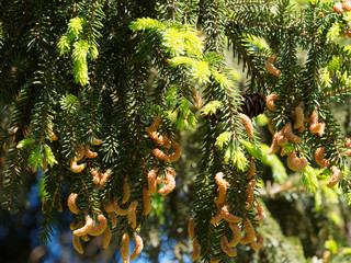 Picea orientalis | Épicéa d'Orient ou sapinette du Caucase, un grand résineux au feuillage dense...
