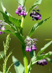 Comfrey (Symphytum officinale), flowers of a plant used in organic medicine
