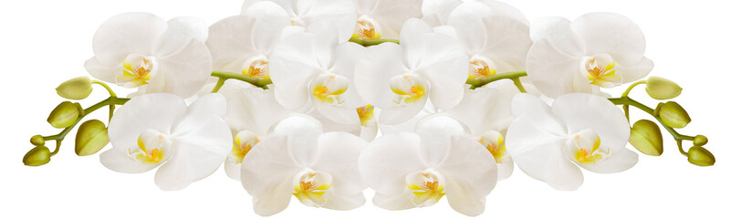 Fototapeta na wymiar An Orchid branch with white flowers