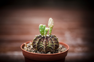 gymnocalycium LB2178