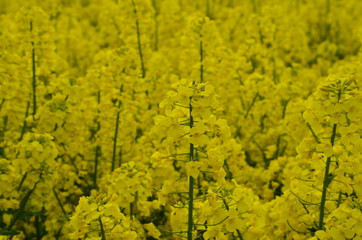 Obraz premium kwitnący rzepak na polskim polu