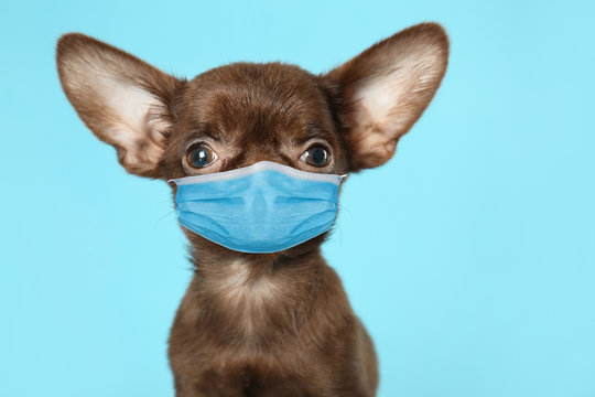 Cute Small Chihuahua Dog In Medical Mask On Light Blue Background. Virus Protection For Animal