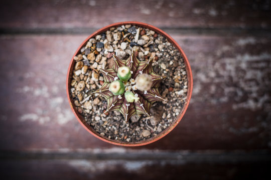 gymnocalycium LB 2178