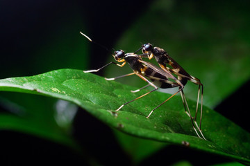 green shield bug