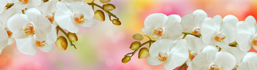 White Orchid flowers with buds - 351829455
