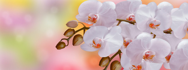 White Orchid flowers with buds