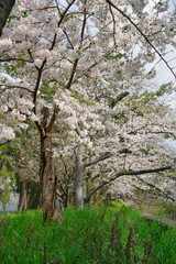  川沿いに咲く桜・大阪府豊中市天竺川