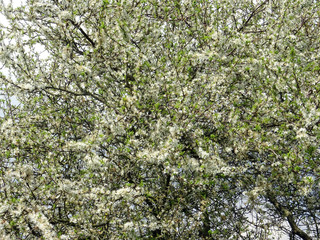 Prunier sauvage en fleurs