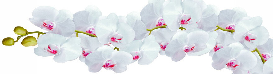 Plakat An Orchid branch with white flowers