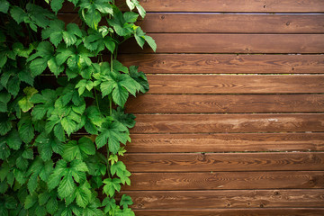 Fresh spring leaf plant over wood fence background
