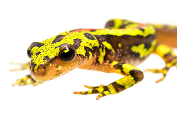 Young marbled newt isolated on white.