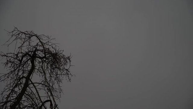 Lightning in the evening sky near the withered tree during the rain.