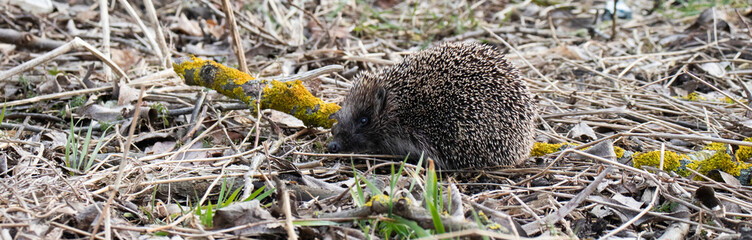 Cute small hedgehog on garden