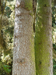 Troncs à écorce brune et grisâtre en plaques d'Épicéa d'Orient ou sapinette du Caucase (Picea orientalis) 