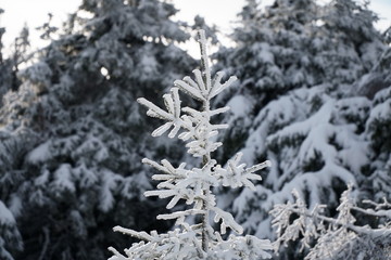 Close up of snow covered pine tree branches on winter day