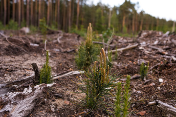 
Sprouts of trees on the ground