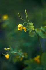 Yellow celandine flower close-up beautiful art photo with blurred background