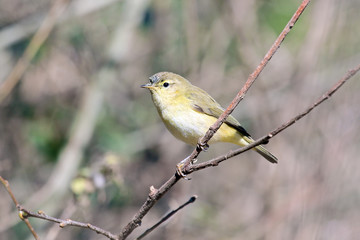 Chiffchaff (Phylloscopus collybita).