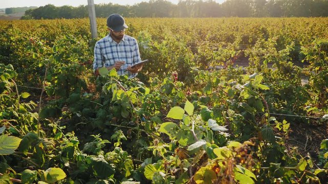 Farmer works with a digital tablet in a field with raspberry bushes standing between rows