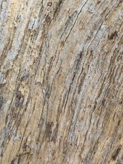 Obraz premium tree bark texture
