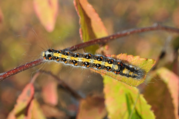 Eastern Tent caterpillar (hairy with red and white spots) crawling on twig top view, leaf blurry background