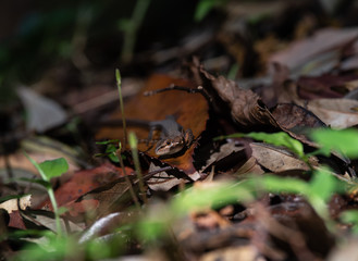 身近な生き物　カナヘビ　トカゲ