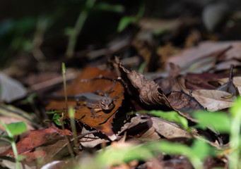 身近な生き物　カナヘビ　トカゲ