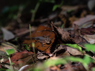 身近な生き物　カナヘビ　トカゲ