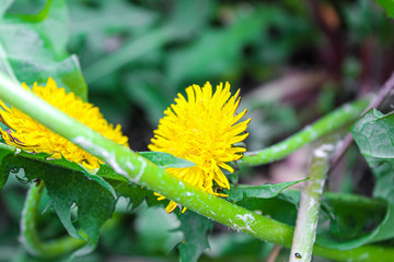 Close-up of yellow dandelions in a clearing.