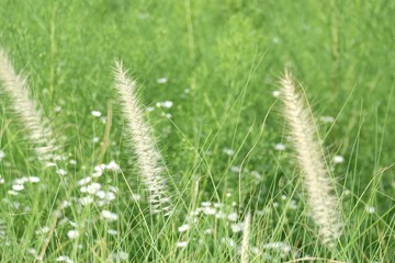 Blurred a group of sweet white wild grass flower blossom in a field with sun light and green nature background 