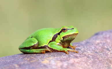  European tree frog (Hyla arborea).