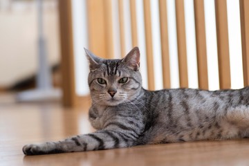 くつろぐ猫　サバトラ猫