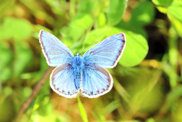 Common Blue butterfly (Polyommatus sp.).