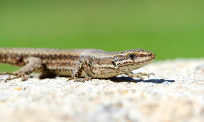 Common Wall Lizard (Podarcis muralis)