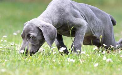 Weimaraner puppy smelling flowers.