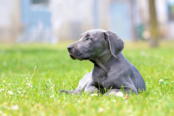 Young female weimaraner resting outside.