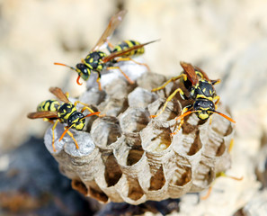 Wasps (Polistes gallicus) in the nest.