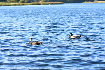 ducks swimming on the water