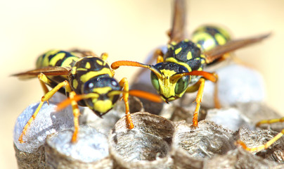 Wasps (Polistes gallicus) in the nest.