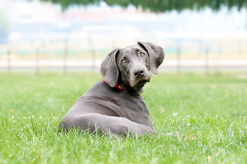 Young female weimaraner.