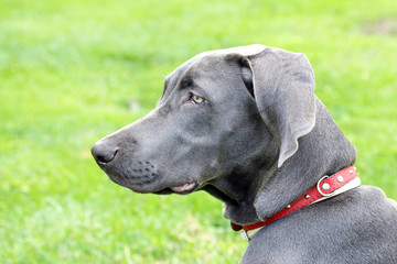 Close up of young female Weimaraner.