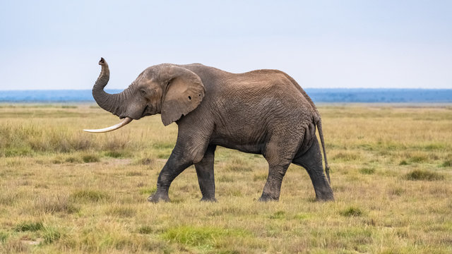 An old elephant walking in the savannah in Africa, beautiful animal in the Amboseli park in Kenya 
