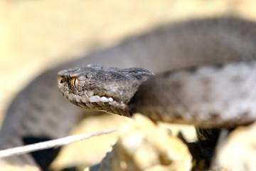 Iberian cross adder (Vipera seoanei).