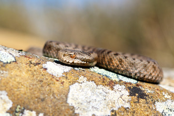 Iberian cross adder (Vipera seoanei).
