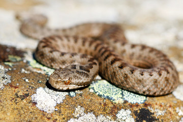 Iberian cross adder (Vipera seoanei).