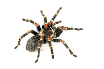 Red knee tarantula (Brachypelma auratum).
