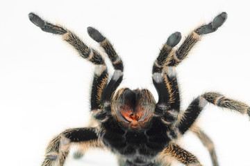 Chilean Rose Hair Tarantula (Grammostola rosea).