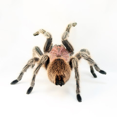 Chilean Rose Hair Tarantula (Grammostola rosea).